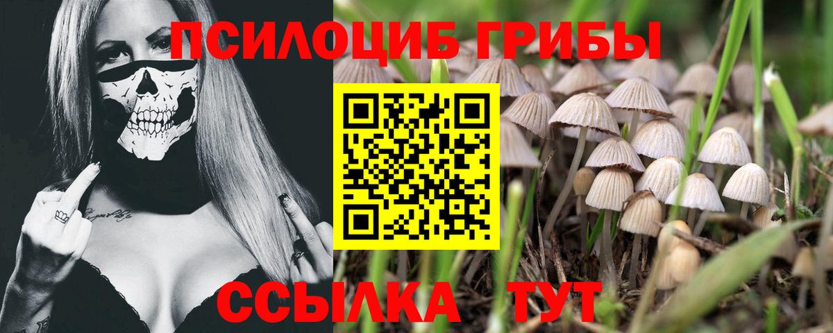 Галлюциногенные грибы Psilocybine cubensis Костомукша